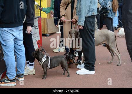 Chelsea Dog Day 5 octobre 2024 Banque D'Images