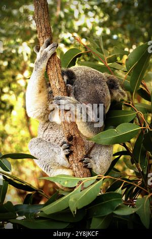 Mignon Koala dormant dans un arbre autour des feuilles d'eucalyptus. Photo prise au sanctuaire Lone Pine Koala à Brisbane au printemps 2024. Banque D'Images