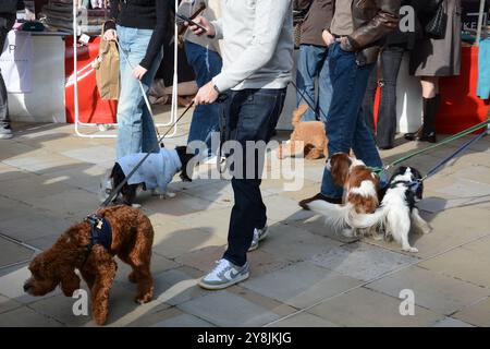 Chelsea Dog Day 5 octobre 2024 Banque D'Images