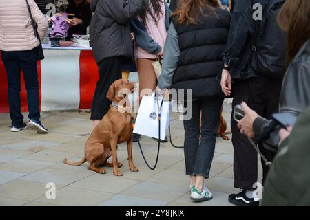 Chelsea Dog Day 5 octobre 2024 Banque D'Images