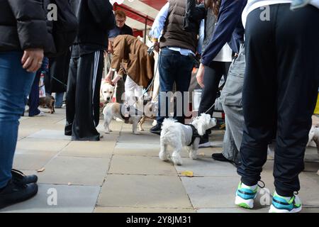 Chelsea Dog Day 5 octobre 2024 Banque D'Images