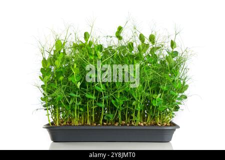 Pousses de pois verts comme microverts nutritifs poussant dans un plateau, jeunes plantes vertes vibrantes sur fond blanc brillant de studio Banque D'Images