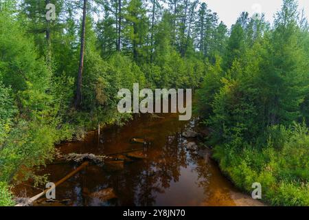 Un ruisseau paisible coule à travers une forêt dense, entourée de verdure luxuriante et d'arbres. Le cadre sauvage isolé est tranquille et non perturbé, avec Banque D'Images