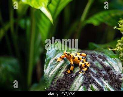 Scène tropicale avec grenouille d'or crapaud doré panaméen Banque D'Images