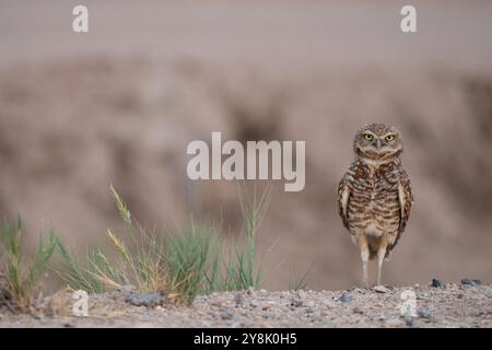 Hibou foudroyant à Salton Sea, Californie Banque D'Images