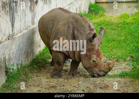 Rhinocéros pâturant de l'herbe dans le zoo Banque D'Images