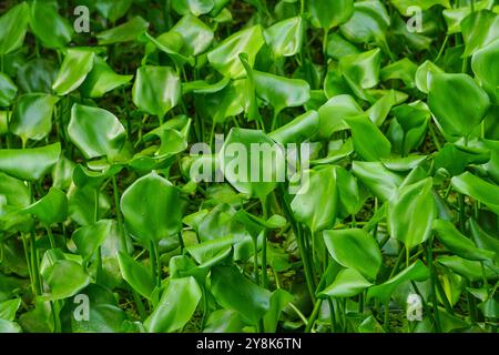 Plantes de jacinthe d'eau commune flottant sur l'eau du lac Banque D'Images