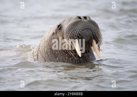 Gros plan de la tête d'un morse mâle nageant dans l'eau au Svalbard Banque D'Images