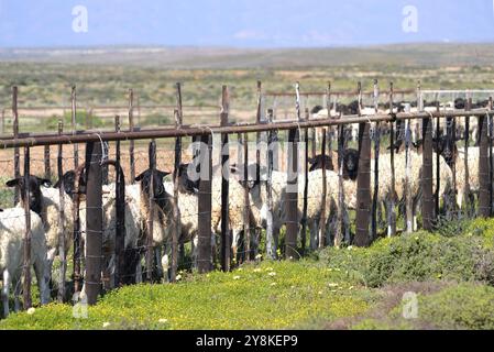 Le mouton dorper à tête noire (Ovis Bélier) est rassemblé dans un écrasement de moutons pour être inoculé sur le Knersvlakte dans le Namaqualand. Banque D'Images