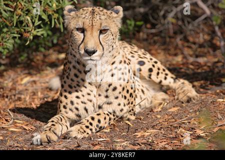 Guépard (Acinonyx jubatus) reposant un arbre dans le Cap occidental, Afrique du Sud. Banque D'Images