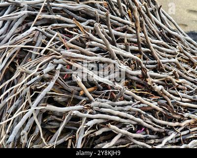 grande pile composée de branches et de brindilles situées sur la plage Banque D'Images