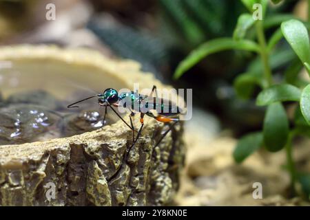 Un insecte métallique vibrant près d'une source d'eau dans un cadre naturel. Photo de haute qualité Banque D'Images