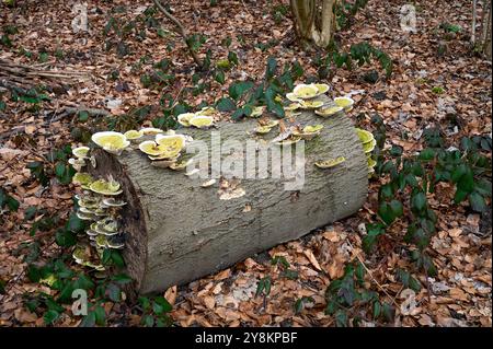 champignons de queue de dinde resp. Trametes versicolor recouvert d'algues sur le tronc d'arbre dans la forêt, région du Bas-Rhin, Allemagne Banque D'Images