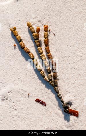 Bubbleweed, Hormosira banksii, sur les célèbres sables blancs de Hyams Beach, Jervis Bay, NSW, Australie Banque D'Images