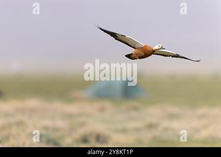 Shelcanard roux (Tadorna ferruginea) en vol. Banque D'Images