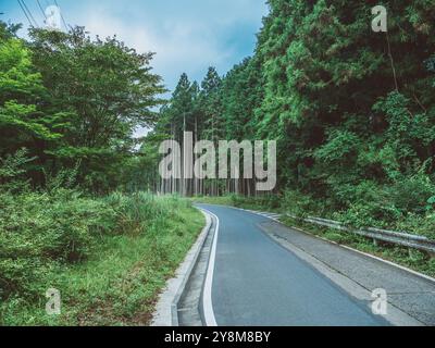 Route rurale à travers la forêt à Nikko, Japon Banque D'Images
