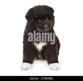 Chien chiot Akita américain devant un fond blanc Banque D'Images