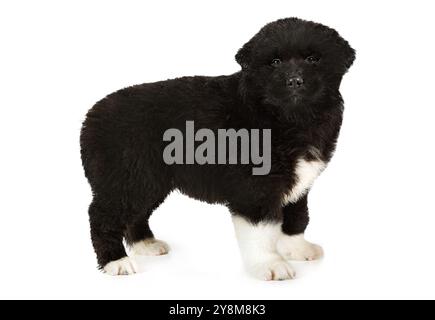 Chiot american akita devant fond blanc Banque D'Images