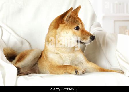 Shiba inu chien de race pure est allongé sur le canapé à l'intérieur Banque D'Images