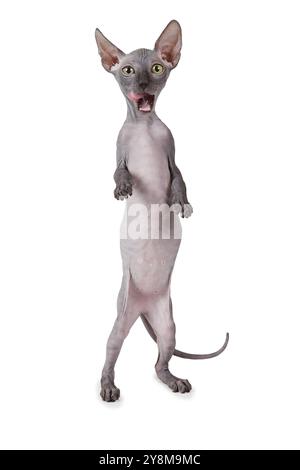Chat Don Sphinx de race pure debout sur les pattes arrière isolé sur fond blanc Banque D'Images