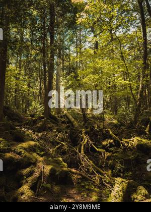 Journée d'été paisible dans la forêt d'Aokigahara Banque D'Images