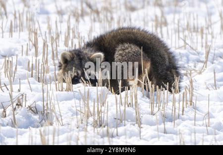 Gros plan Racoon dans le climat froid de neige d'hiver Banque D'Images