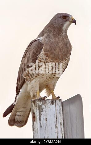 Swainsons Hawk Prairie en Saskatchewan Canada belle Banque D'Images