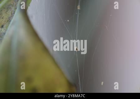 Les pucerons détruisent les plantes vertes, les toiles d'araignée et de nombreux insectes nuisibles, les pucerons mangent la sève en la sucant des feuilles, des tiges et des racines des plantes Banque D'Images