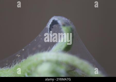 Les pucerons détruisent les plantes vertes, les toiles d'araignée et de nombreux insectes nuisibles, les pucerons mangent la sève en la sucant des feuilles, des tiges et des racines des plantes Banque D'Images