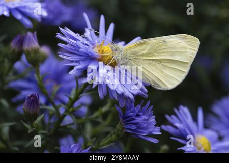 Un petit blanc (Pieris rapae) repose sur la fleur d'un aster (Aster sp.), qui est recouvert de gouttelettes d'eau, en gros plan, Hesse, Allemagne, Europe Banque D'Images