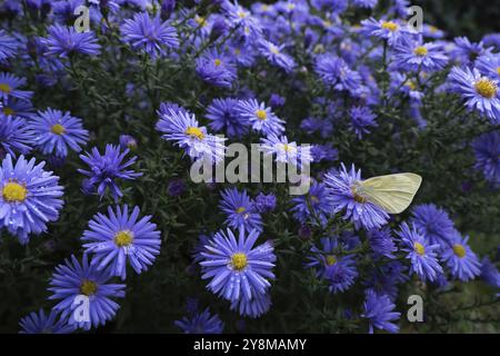 Un petit blanc (Pieris rapae) assis sur la fleur d'un aster (Aster sp.), entouré de nombreuses fleurs, Hesse, Allemagne, Europe Banque D'Images