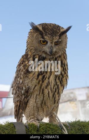 Gros plan d'un hibou aigle avec un motif de plumes détaillé devant un ciel bleu, captivité, Arcos de la Frontera, province de Cadix, Cadix, Andalousie, Spai Banque D'Images