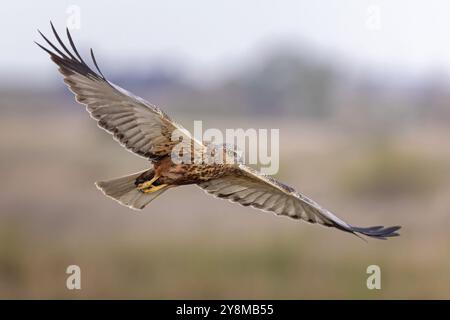 Marsh harrier (Circus aeruginosus) oiseau de proie de taille moyenne, mâle, chassant dans les roseaux, cherchant de la nourriture, défendant son propre territoire, voler, wingspan, Tol Banque D'Images