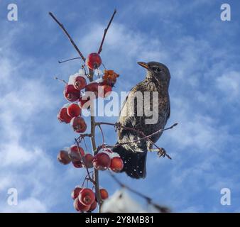 Gros plan d'un blackbird assis dans un pommier Banque D'Images