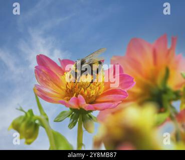 Macro d'une abeille pollinisante à une fleur de dahlia Banque D'Images