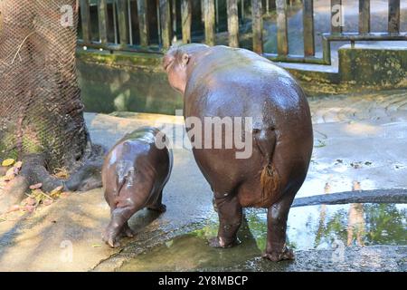 Dos de mère et presque 3 mois bébé pygmée Hippos étant ensemble dans le zoo Banque D'Images