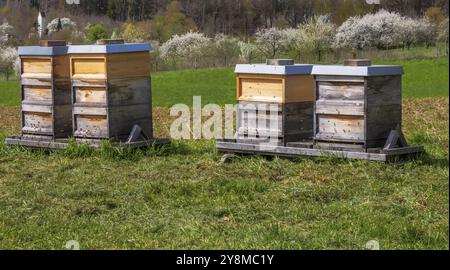 Apiculture, abeilles volant à un beeyard en bois Banque D'Images