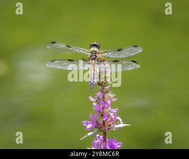 Macro of a four-spotted chaser dragnonfly on a flower Stock Photo