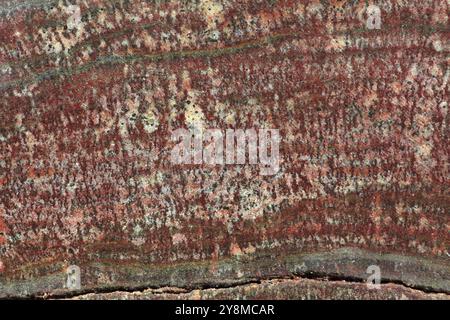 Macrophotographie de la surface polie de stromatolites fossiles du Jurassique moyen, de Pologne Banque D'Images