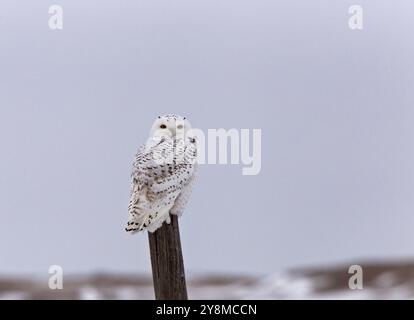 On Snowy Owl en hiver Canada Banque D'Images