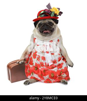 Chien Pug habillé dans une robe et un chapeau avec une valise dans ses pattes isolé sur fond blanc Banque D'Images