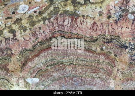 Macrophotographie de la surface polie de stromatolites fossiles du Jurassique moyen, de Pologne Banque D'Images