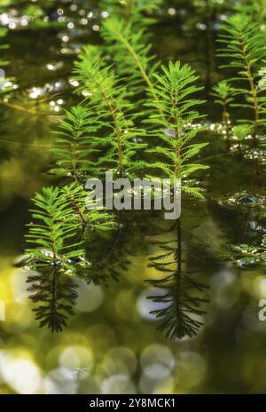 Beaucoup de plantes de Myriophylle dans un étang Banque D'Images