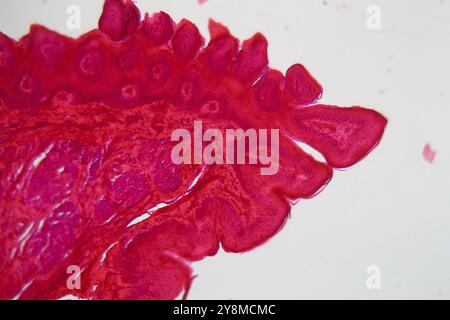 Une section à travers différentes cellules de langue sur le bout d'une langue, sous le microscope Banque D'Images