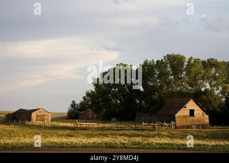 Prairie Barn Saskatchewan scène rurale estivale Canada Banque D'Images