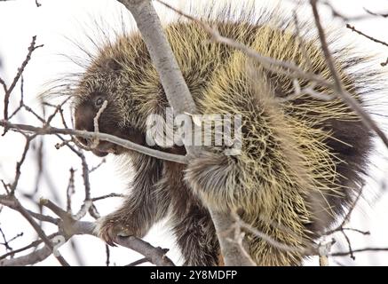 Dans Porcupine Tree close up Canada Hiver Banque D'Images