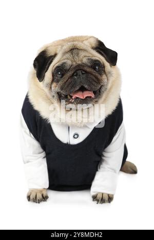 Chien Pug habillé en chemise et veste isolé sur fond blanc Banque D'Images