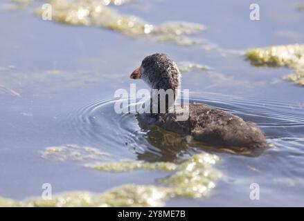 Bébés Coot Waterhen dans un étang en Saskatchewan Canada Banque D'Images