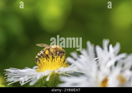 Macro d'une abeille pollinisant sur une fleur d'aster Banque D'Images