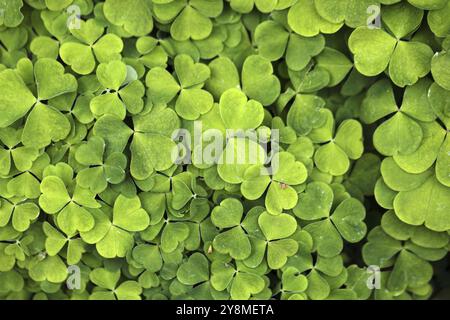 Feuilles d'oseille commune (Oxalis acetosella) Banque D'Images